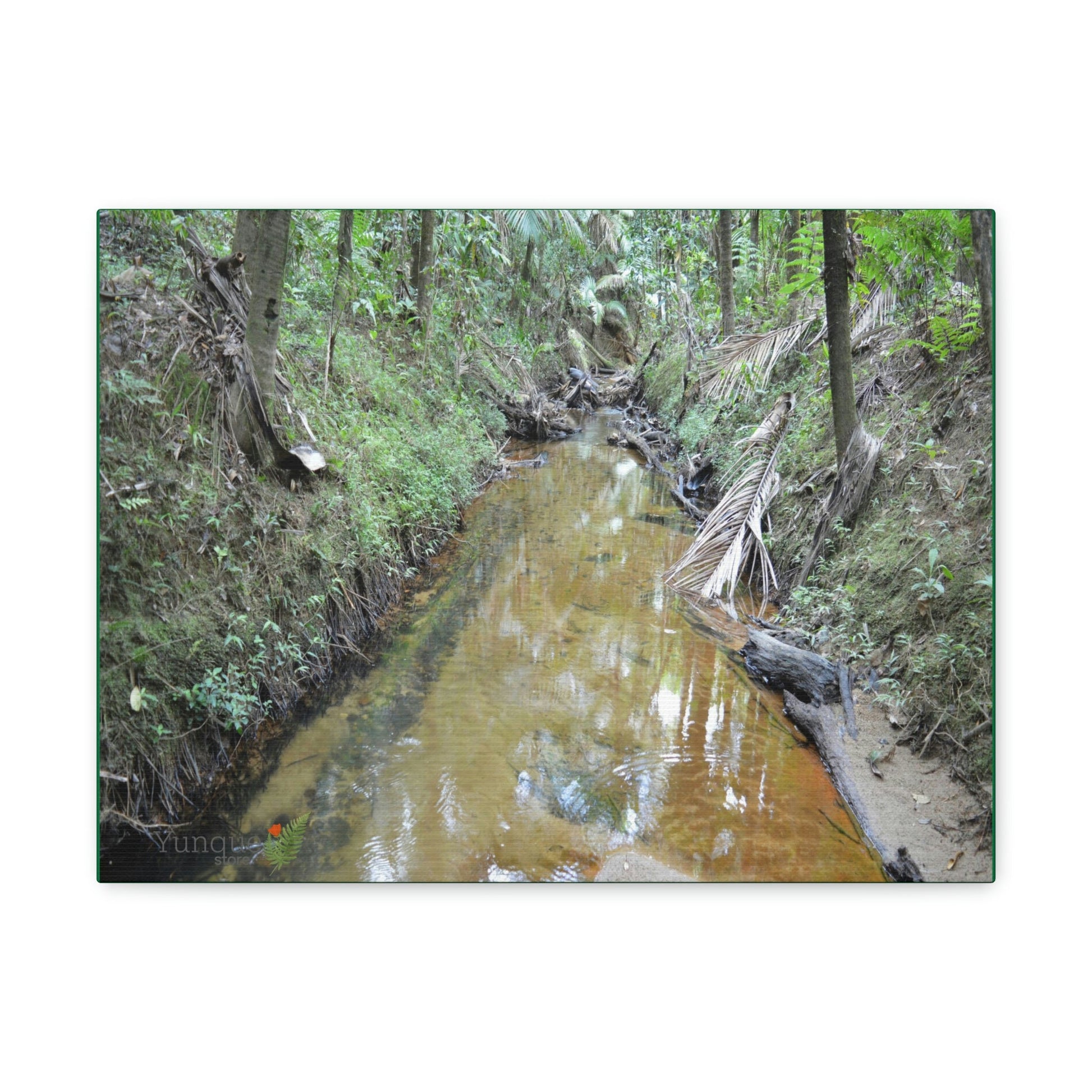 Explorations - Smaller Low-Cost Canvas Gallery Wraps - The Holy Spirit river explorations - El yunque rainforest PR - Green Forest Home