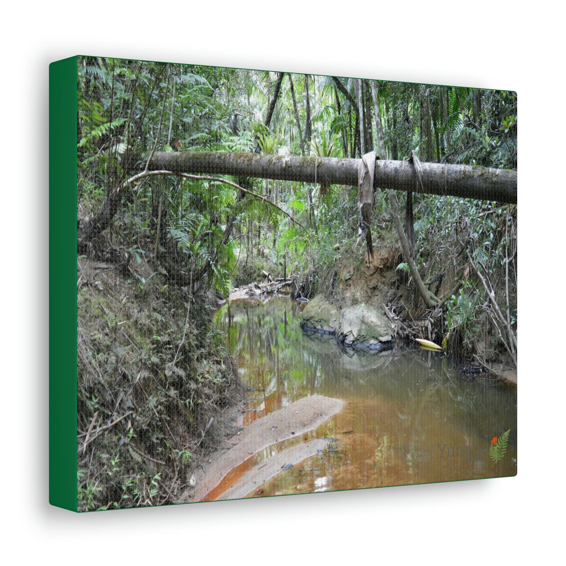 Explorations - Smaller Low-Cost Canvas Gallery Wraps - The Holy Spirit river explorations - El yunque rainforest PR - Green Forest Home