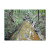 Explorations - Smaller Low-Cost Canvas Gallery Wraps - The Holy Spirit river explorations - El yunque rainforest PR - Green Forest Home