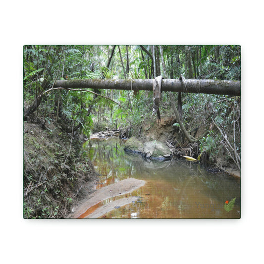 Explorations - Smaller Low-Cost Canvas Gallery Wraps - The Holy Spirit river explorations - El yunque rainforest PR - Green Forest Home