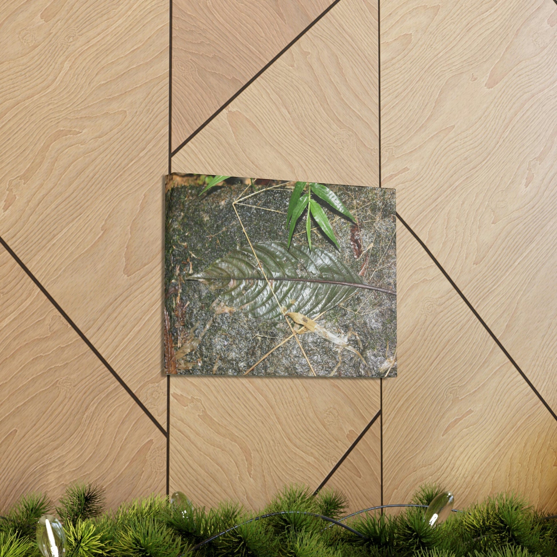 EYNF - anvas Gallery Wraps - Decomposing leaf in organic material floor / Hoja en descomposicion El YUnque PR 2013 - Green Forest Home