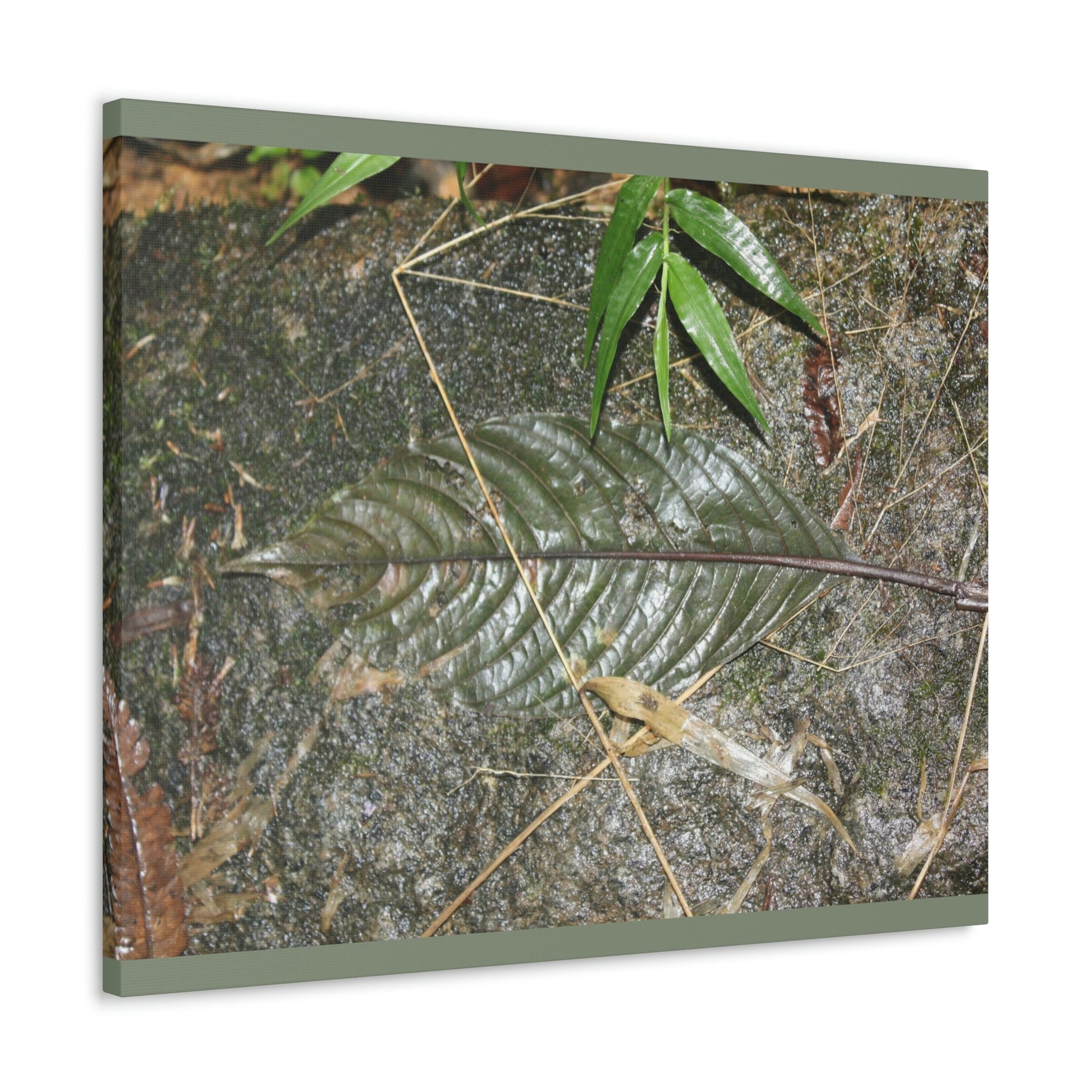 EYNF - anvas Gallery Wraps - Decomposing leaf in organic material floor / Hoja en descomposicion El YUnque PR 2013 - Green Forest Home