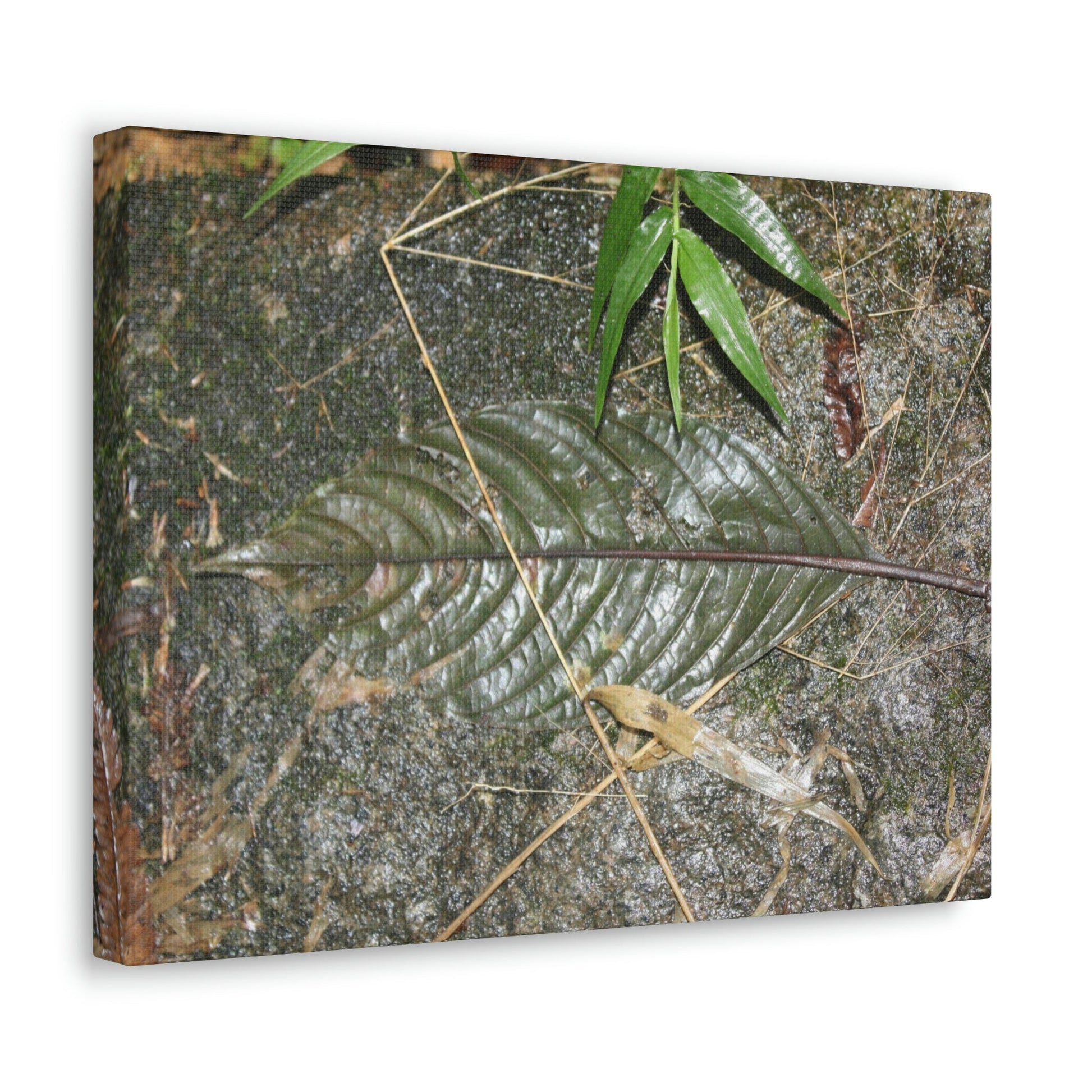 EYNF - anvas Gallery Wraps - Decomposing leaf in organic material floor / Hoja en descomposicion El YUnque PR 2013 - Green Forest Home
