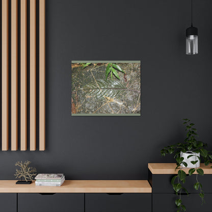 EYNF - anvas Gallery Wraps - Decomposing leaf in organic material floor / Hoja en descomposicion El YUnque PR 2013 - Green Forest Home