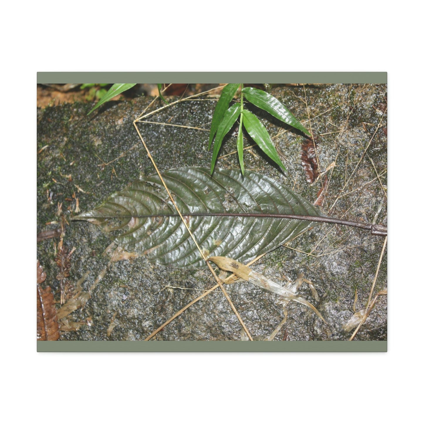 EYNF - anvas Gallery Wraps - Decomposing leaf in organic material floor / Hoja en descomposicion El YUnque PR 2013 - Green Forest Home
