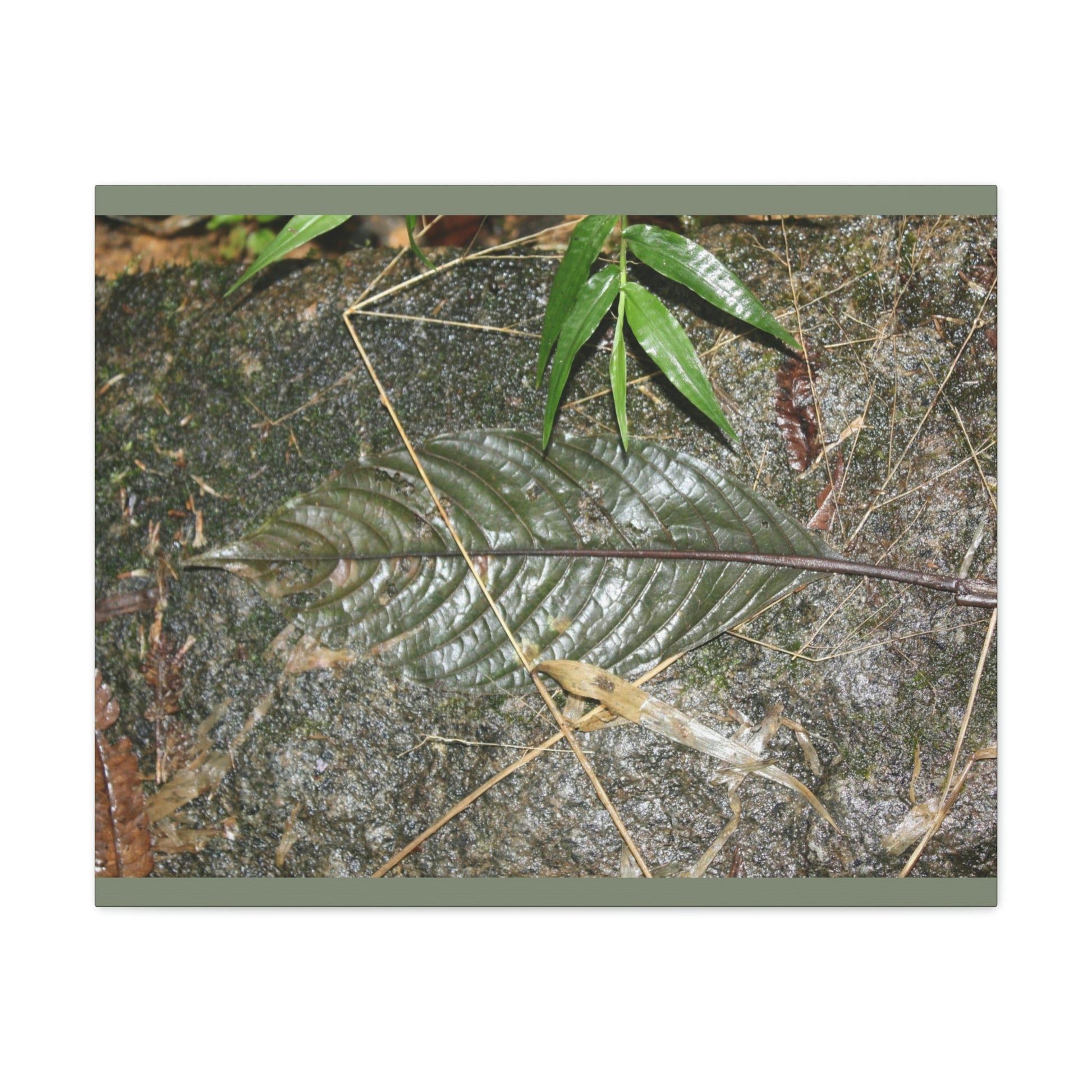 EYNF - anvas Gallery Wraps - Decomposing leaf in organic material floor / Hoja en descomposicion El YUnque PR 2013 - Green Forest Home