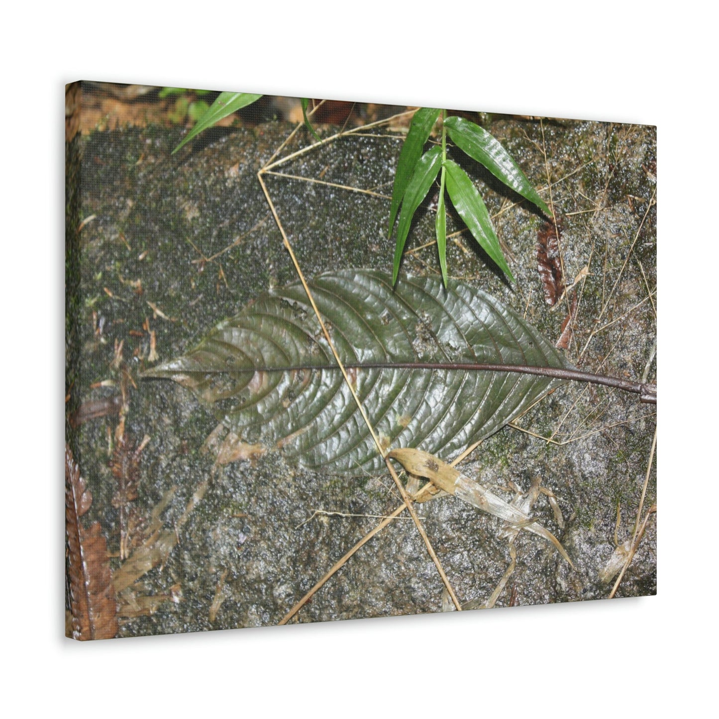 EYNF - anvas Gallery Wraps - Decomposing leaf in organic material floor / Hoja en descomposicion El YUnque PR 2013 - Green Forest Home