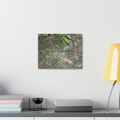EYNF - anvas Gallery Wraps - Decomposing leaf in organic material floor / Hoja en descomposicion El YUnque PR 2013 - Green Forest Home