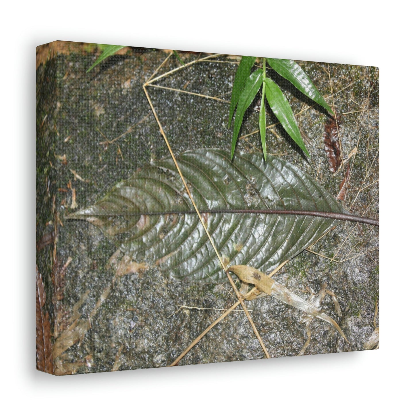EYNF - anvas Gallery Wraps - Decomposing leaf in organic material floor / Hoja en descomposicion El YUnque PR 2013 - Green Forest Home