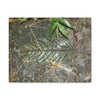 EYNF - anvas Gallery Wraps - Decomposing leaf in organic material floor / Hoja en descomposicion El YUnque PR 2013 - Green Forest Home