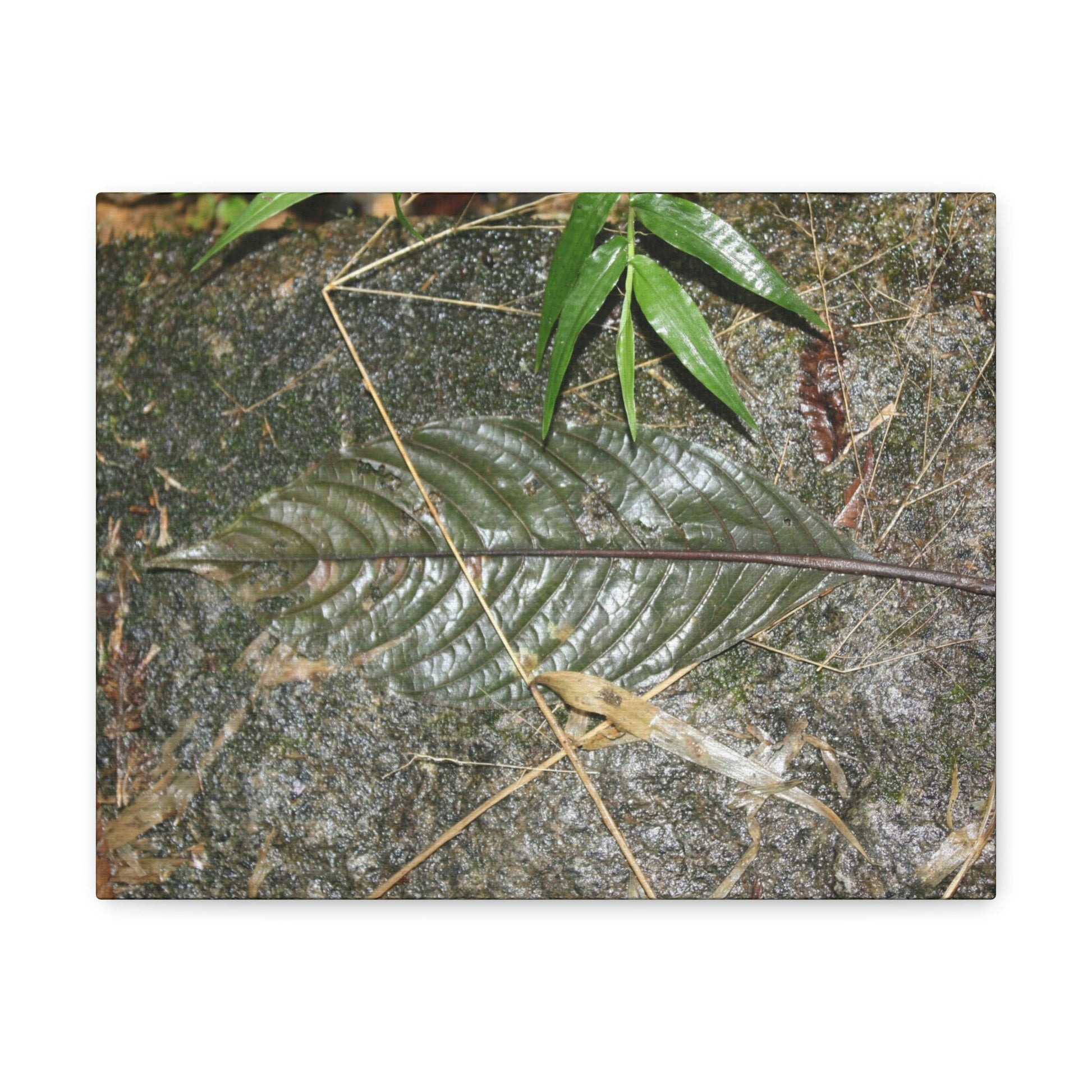 EYNF - anvas Gallery Wraps - Decomposing leaf in organic material floor / Hoja en descomposicion El YUnque PR 2013 - Green Forest Home