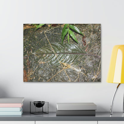 EYNF - anvas Gallery Wraps - Decomposing leaf in organic material floor / Hoja en descomposicion El YUnque PR 2013 - Green Forest Home