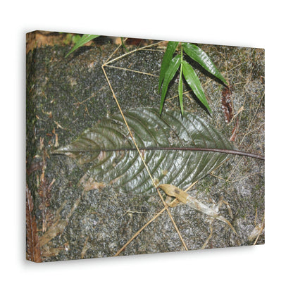 EYNF - anvas Gallery Wraps - Decomposing leaf in organic material floor / Hoja en descomposicion El YUnque PR 2013 - Green Forest Home