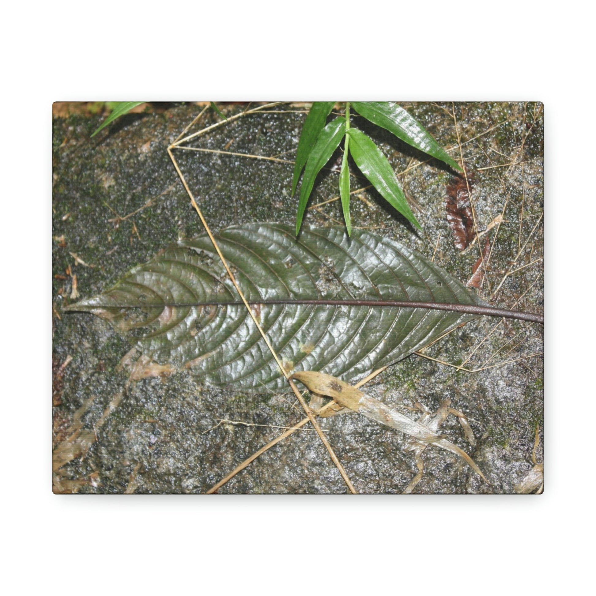 EYNF - anvas Gallery Wraps - Decomposing leaf in organic material floor / Hoja en descomposicion El YUnque PR 2013 - Green Forest Home