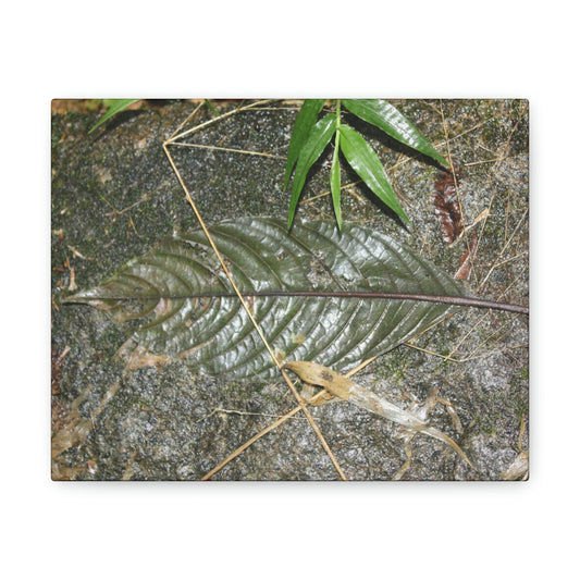 EYNF - anvas Gallery Wraps - Decomposing leaf in organic material floor / Hoja en descomposicion El YUnque PR 2013 - Green Forest Home