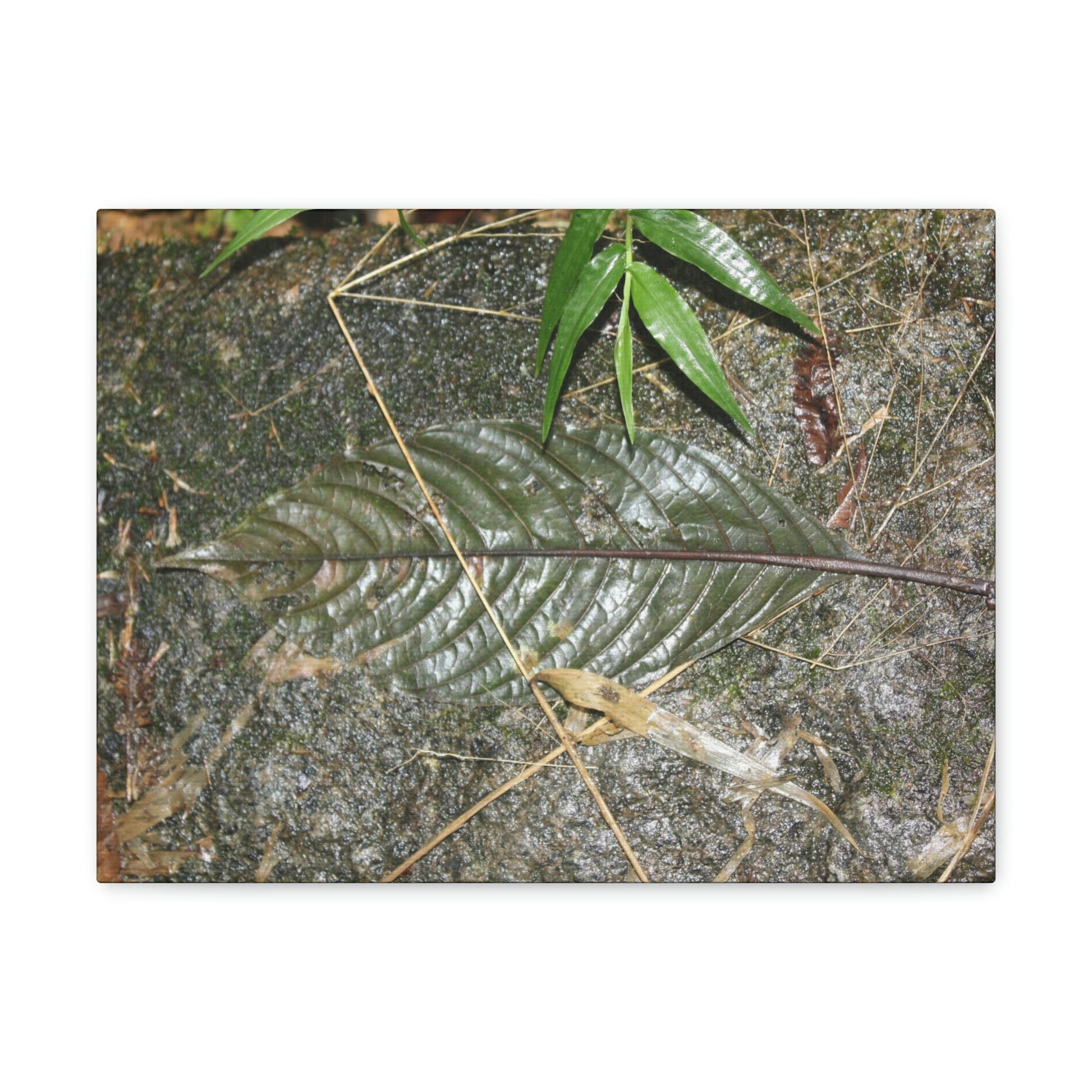 EYNF - anvas Gallery Wraps - Decomposing leaf in organic material floor / Hoja en descomposicion El YUnque PR 2013 - Green Forest Home