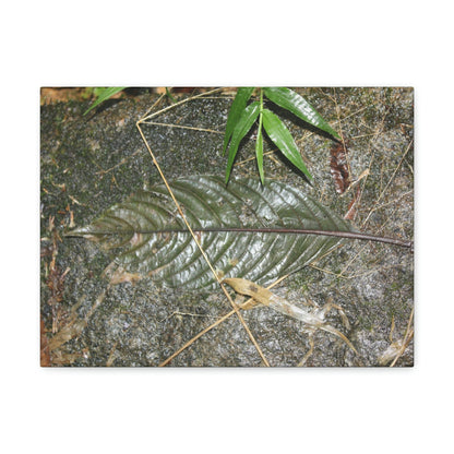 EYNF - anvas Gallery Wraps - Decomposing leaf in organic material floor / Hoja en descomposicion El YUnque PR 2013 - Green Forest Home
