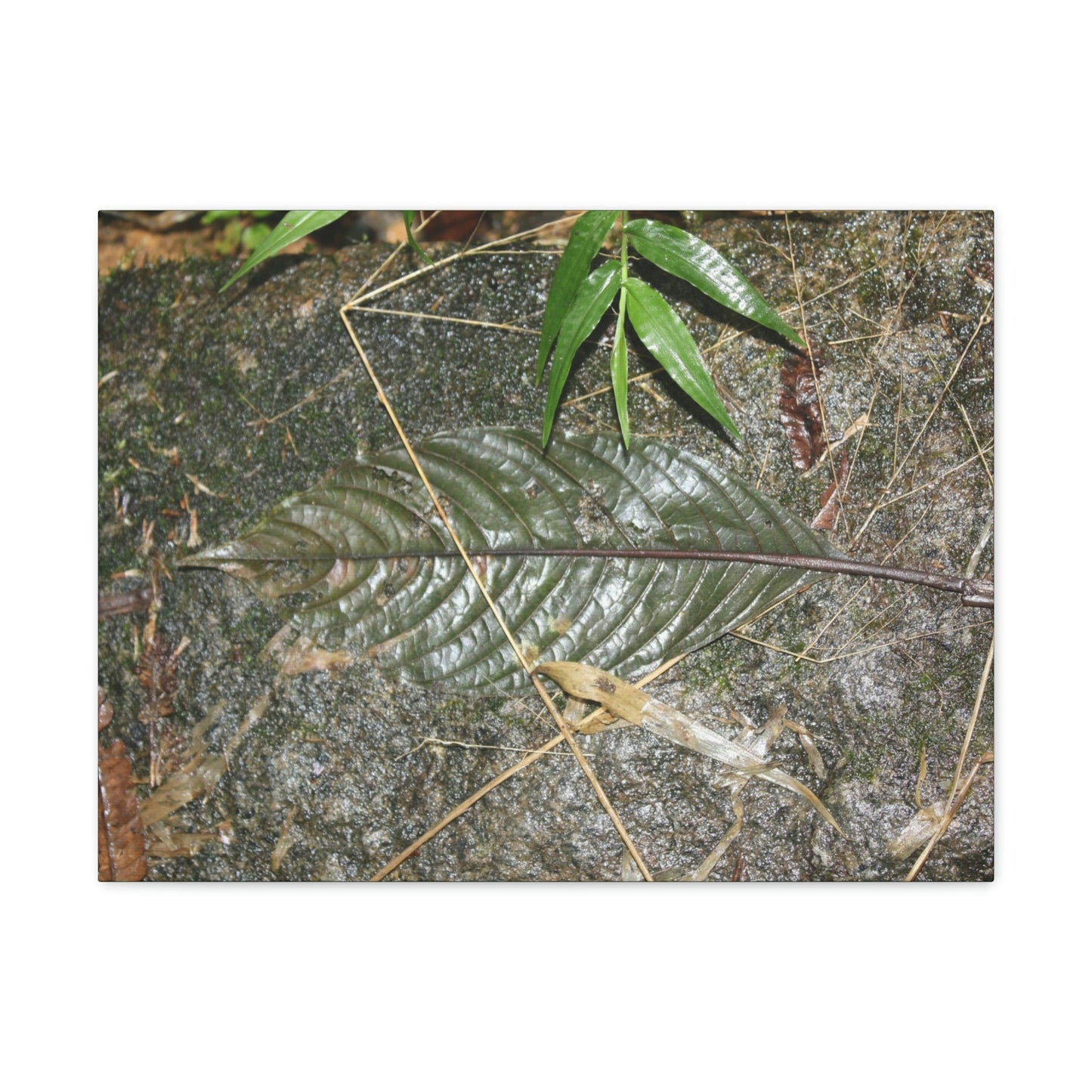 EYNF - anvas Gallery Wraps - Decomposing leaf in organic material floor / Hoja en descomposicion El YUnque PR 2013 - Green Forest Home