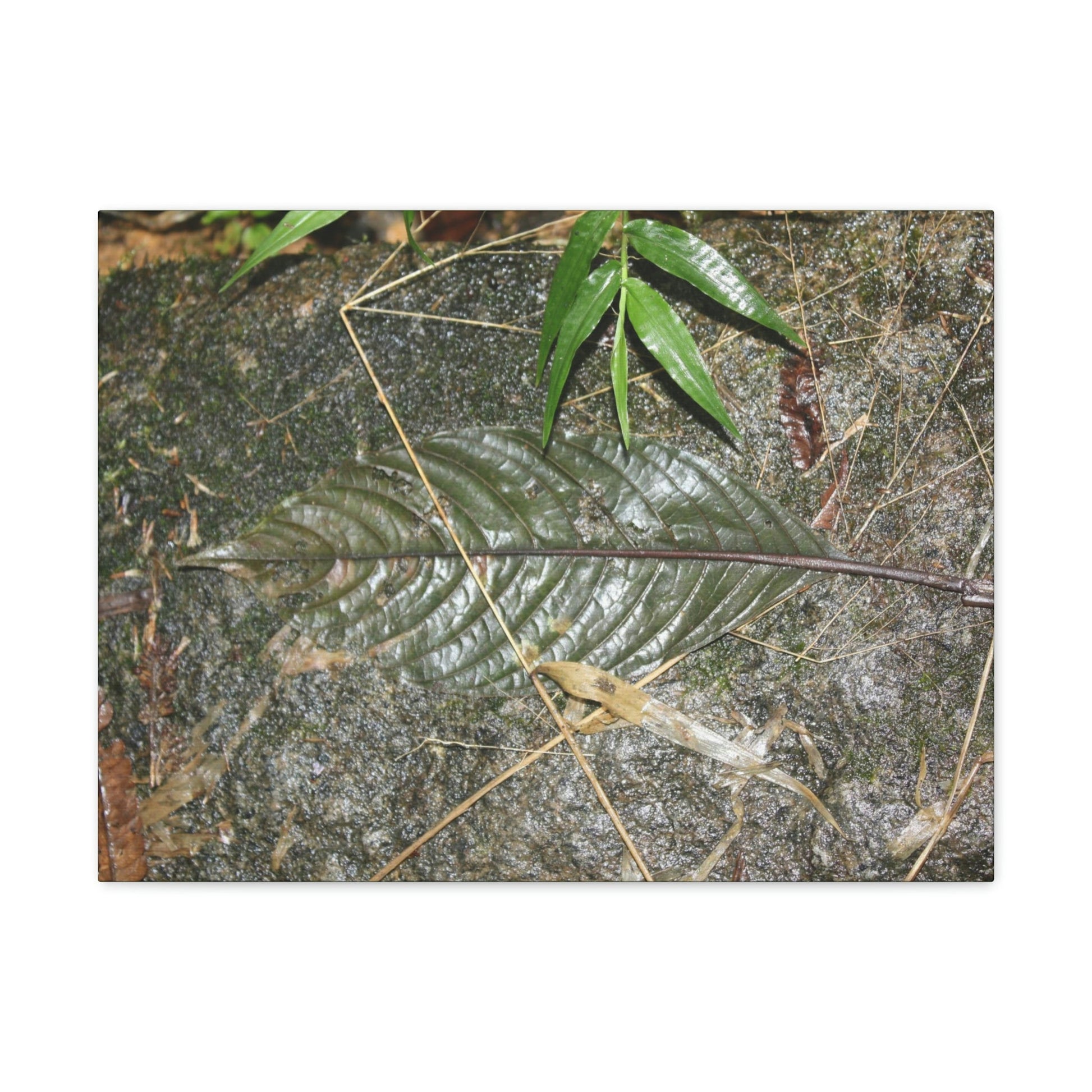 EYNF - anvas Gallery Wraps - Decomposing leaf in organic material floor / Hoja en descomposicion El YUnque PR 2013 - Green Forest Home