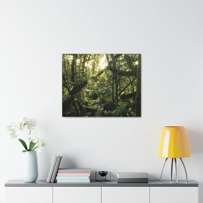 EYNF - Canvas Gallery Wraps - A sunset in the cloud forest in Tradewinds trail - before Hurricane Maria - Green Forest Home