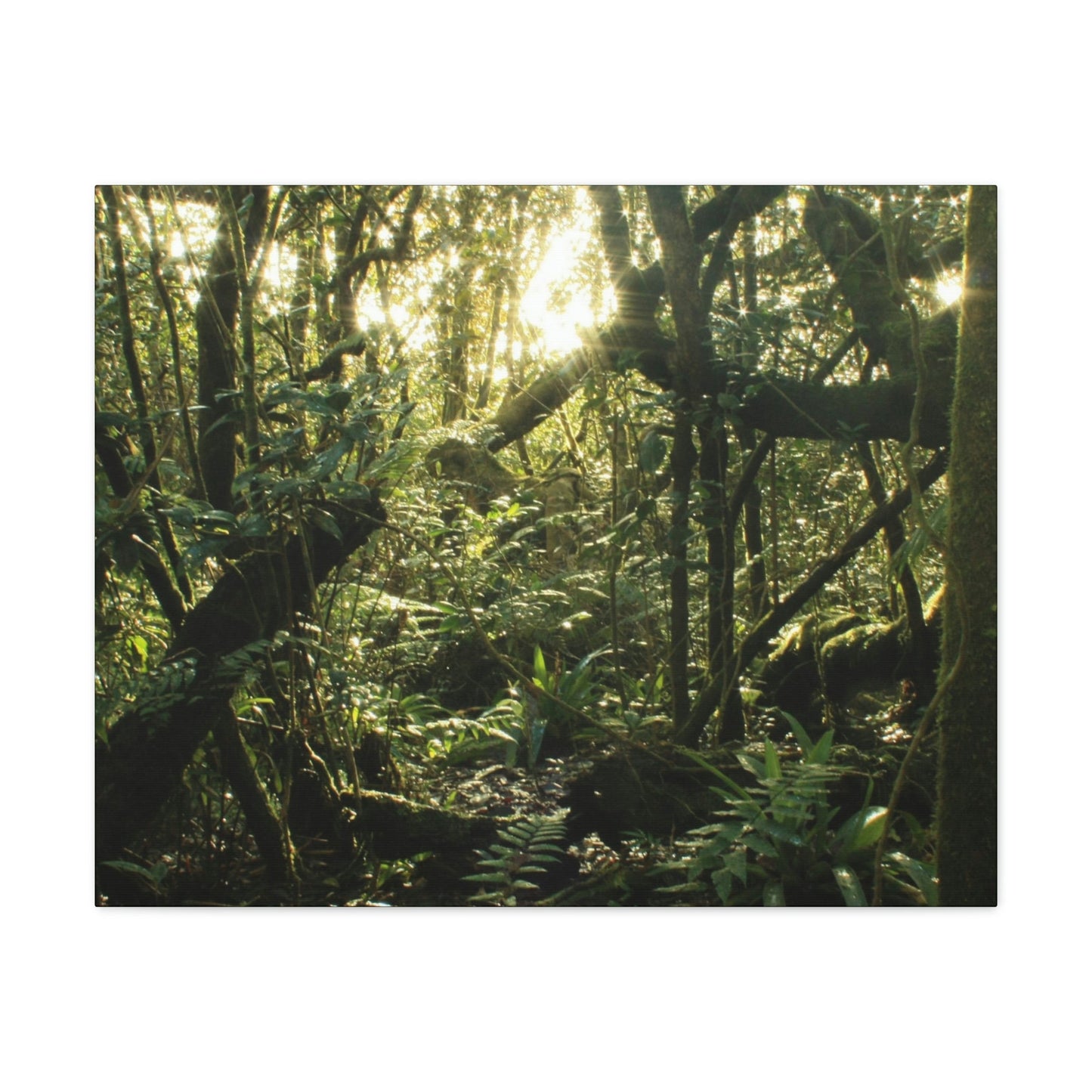 EYNF - Canvas Gallery Wraps - A sunset in the cloud forest in Tradewinds trail - before Hurricane Maria - Green Forest Home