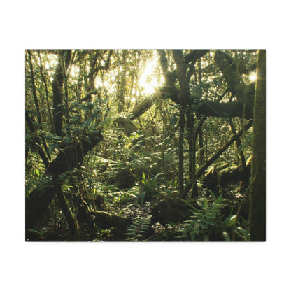 EYNF - Canvas Gallery Wraps - A sunset in the cloud forest in Tradewinds trail - before Hurricane Maria - Green Forest Home