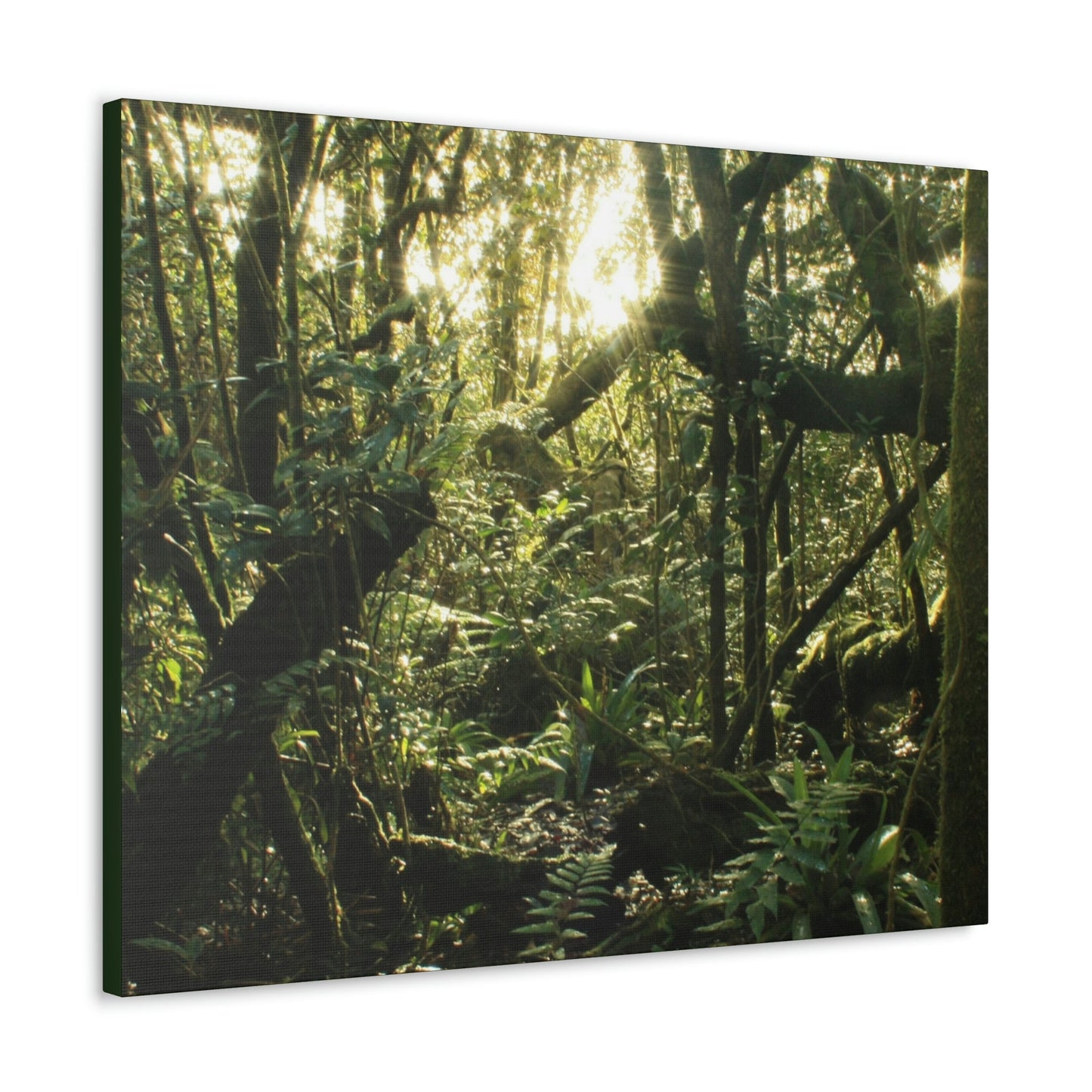 EYNF - Canvas Gallery Wraps - A sunset in the cloud forest in Tradewinds trail - before Hurricane Maria - Green Forest Home