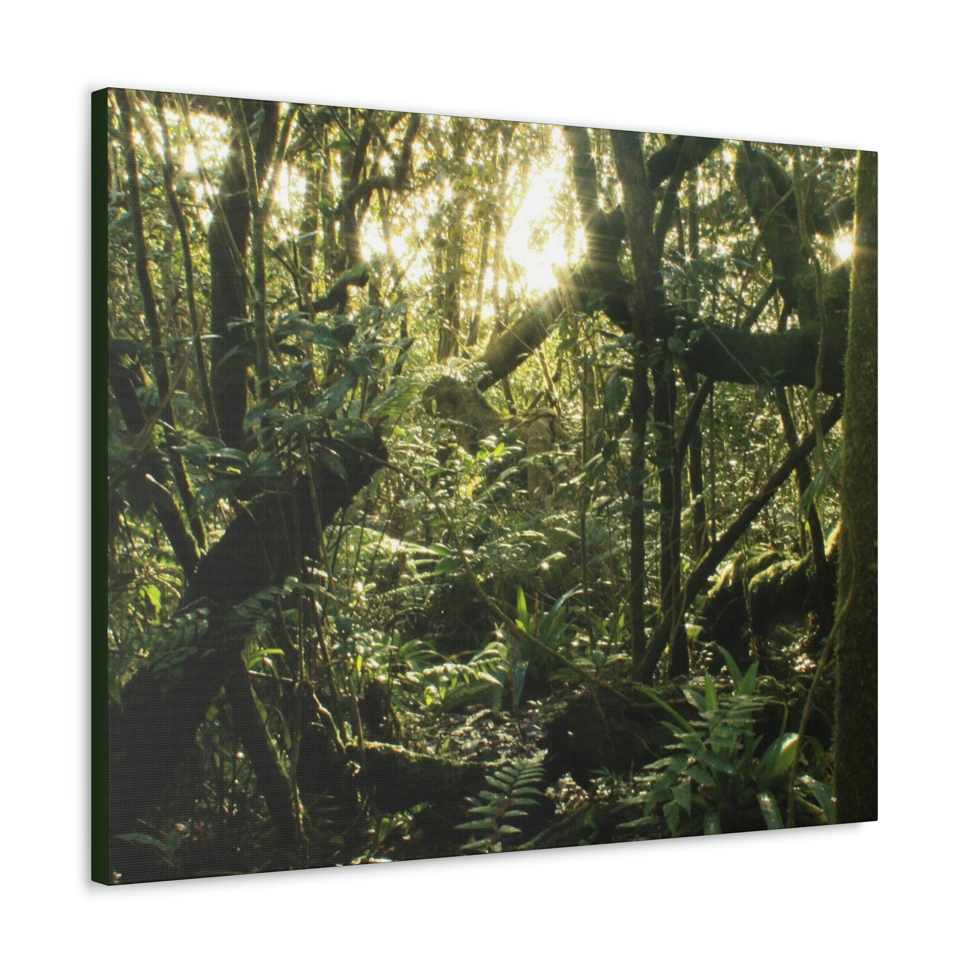 EYNF - Canvas Gallery Wraps - A sunset in the cloud forest in Tradewinds trail - before Hurricane Maria - Green Forest Home