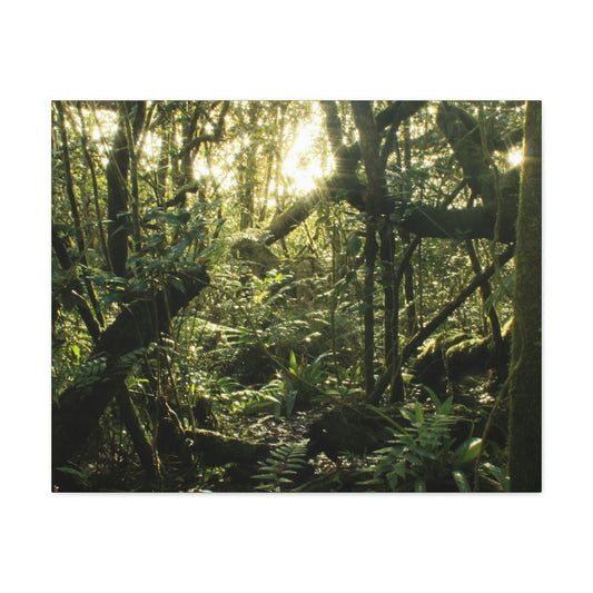 EYNF - Canvas Gallery Wraps - A sunset in the cloud forest in Tradewinds trail - before Hurricane Maria - Green Forest Home