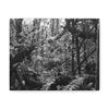EYNF - Canvas Gallery Wraps - B&W image of the cloud forest near sunset in the Tradewinds trail - before Maria - Green Forest Home