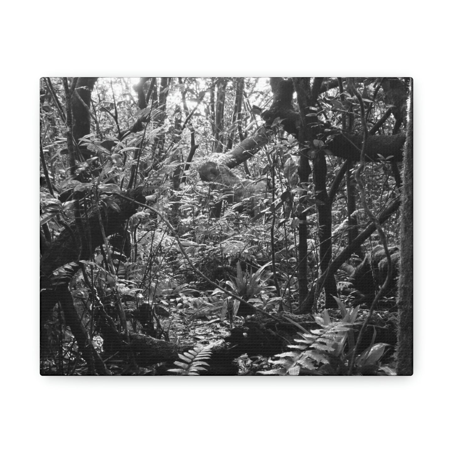 EYNF - Canvas Gallery Wraps - B&W image of the cloud forest near sunset in the Tradewinds trail - before Maria - Green Forest Home