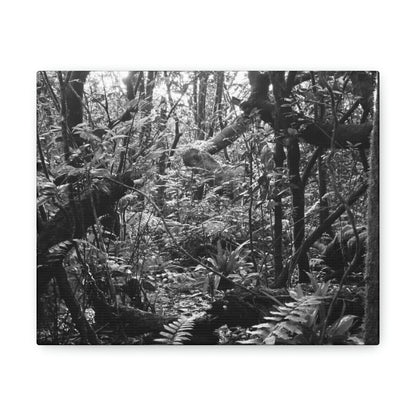 EYNF - Canvas Gallery Wraps - B&W image of the cloud forest near sunset in the Tradewinds trail - before Maria - Green Forest Home