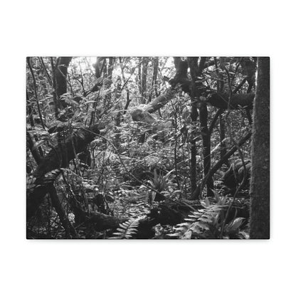 EYNF - Canvas Gallery Wraps - B&W image of the cloud forest near sunset in the Tradewinds trail - before Maria - Green Forest Home