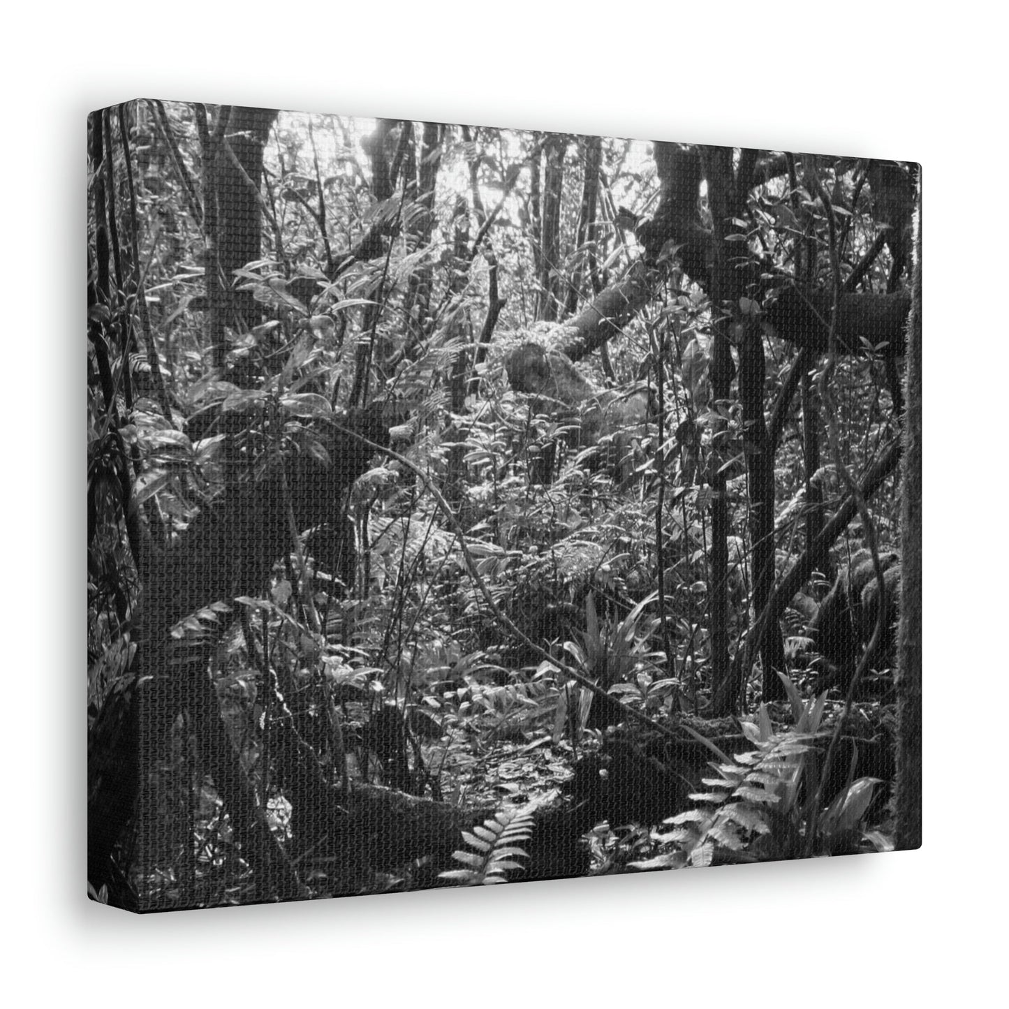 EYNF - Canvas Gallery Wraps - B&W image of the cloud forest near sunset in the Tradewinds trail - before Maria - Green Forest Home