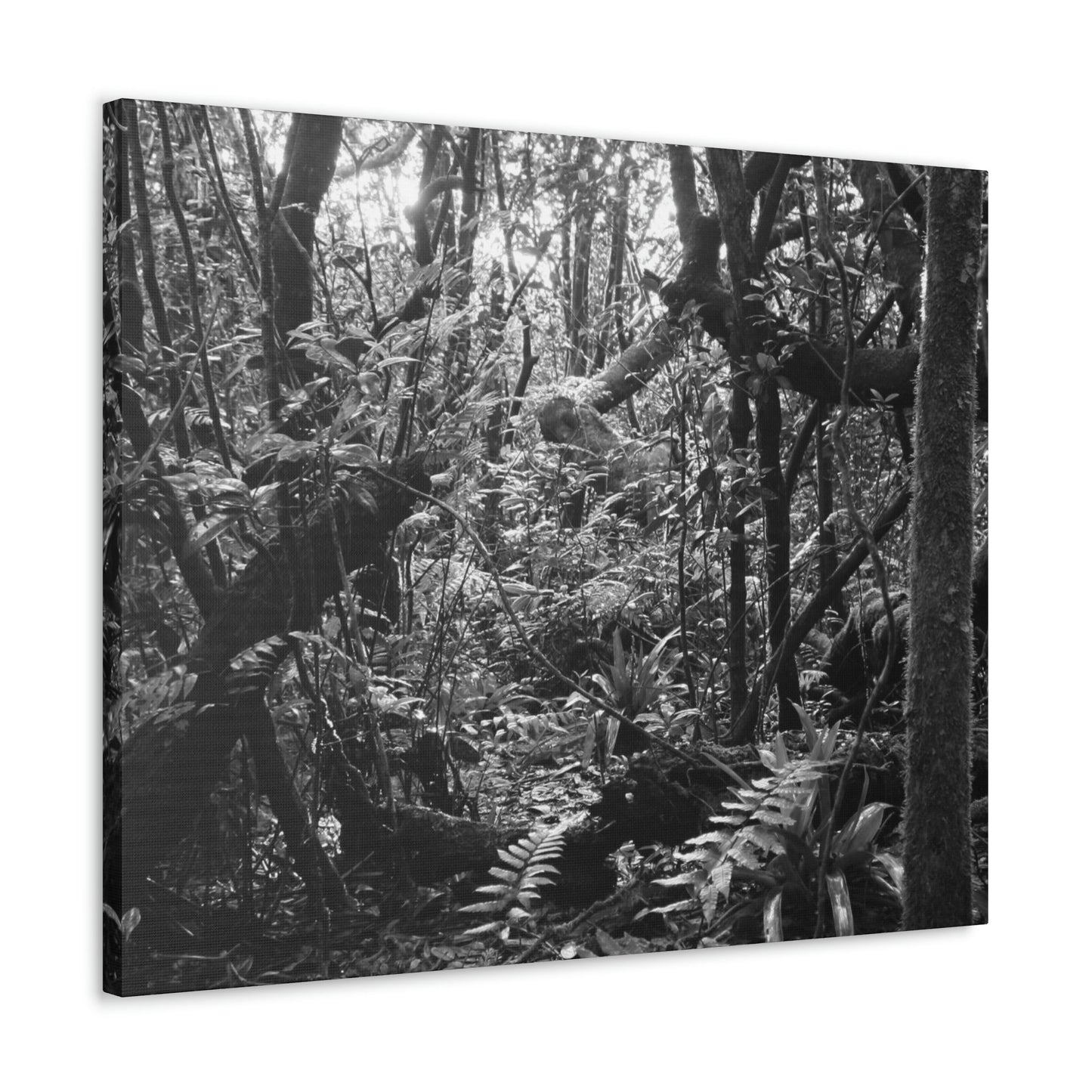 EYNF - Canvas Gallery Wraps - B&W image of the cloud forest near sunset in the Tradewinds trail - before Maria - Green Forest Home