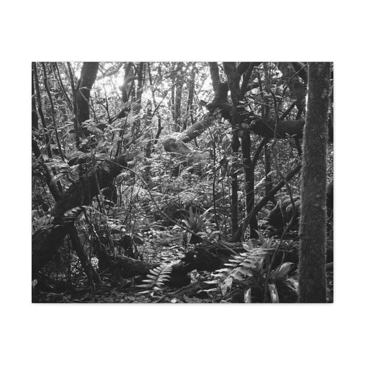 EYNF - Canvas Gallery Wraps - B&W image of the cloud forest near sunset in the Tradewinds trail - before Maria - Green Forest Home