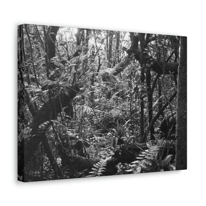 EYNF - Canvas Gallery Wraps - B&W image of the cloud forest near sunset in the Tradewinds trail - before Maria - Green Forest Home