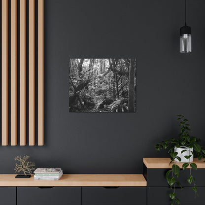 EYNF - Canvas Gallery Wraps - B&W image of the cloud forest near sunset in the Tradewinds trail - before Maria - Green Forest Home