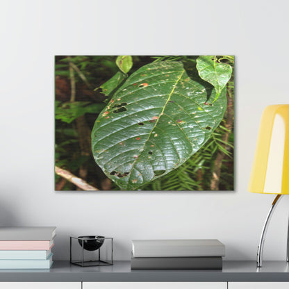 EYNF - Canvas Gallery Wraps - Large tropical leafs in the lower forest - El Yunque rainforest PR - Green Forest Home
