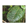 EYNF - Canvas Gallery Wraps - Large tropical leafs in the lower forest - El Yunque rainforest PR - Green Forest Home
