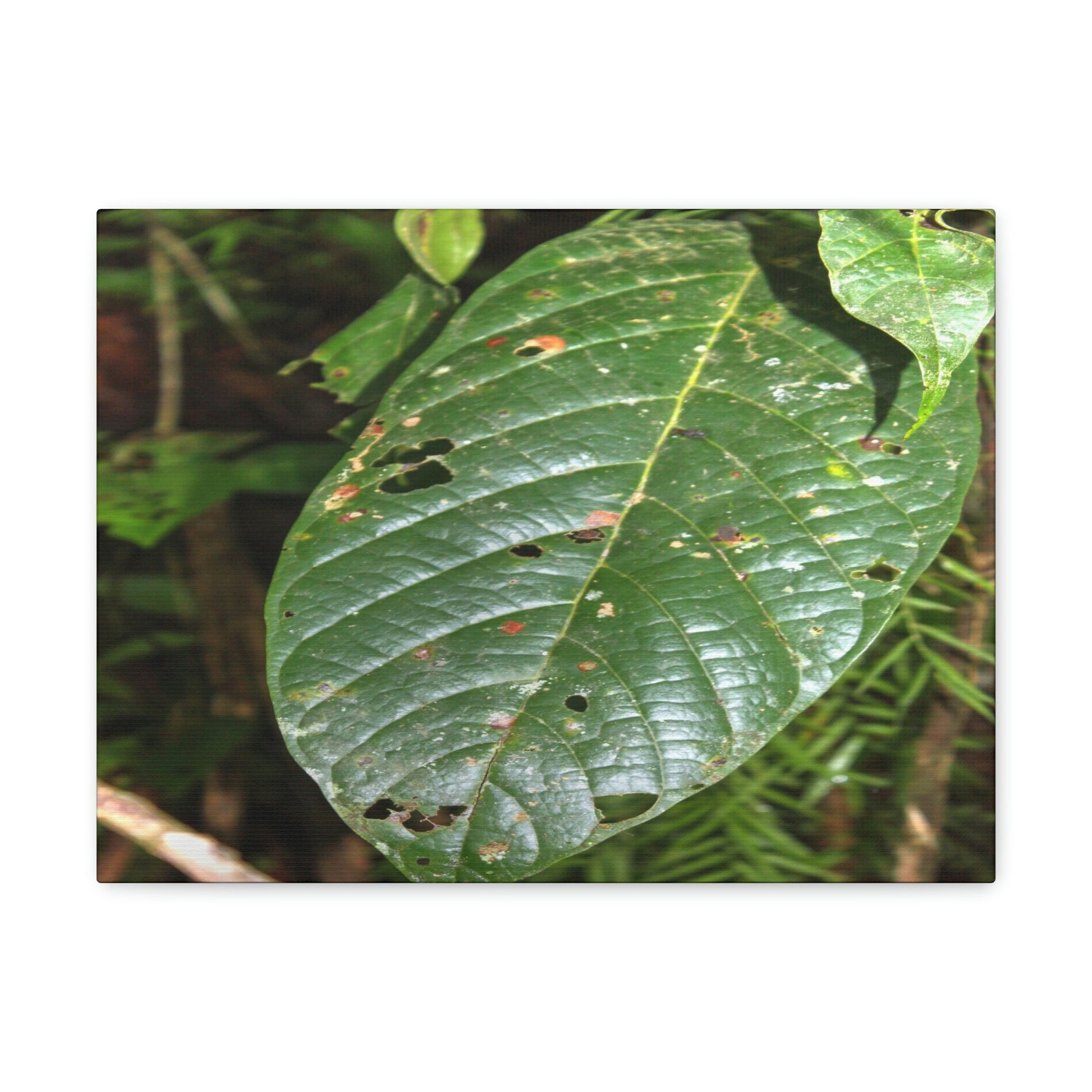 EYNF - Canvas Gallery Wraps - Large tropical leafs in the lower forest - El Yunque rainforest PR - Green Forest Home