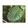EYNF - Canvas Gallery Wraps - Large tropical leafs in the lower forest - El Yunque rainforest PR - Green Forest Home