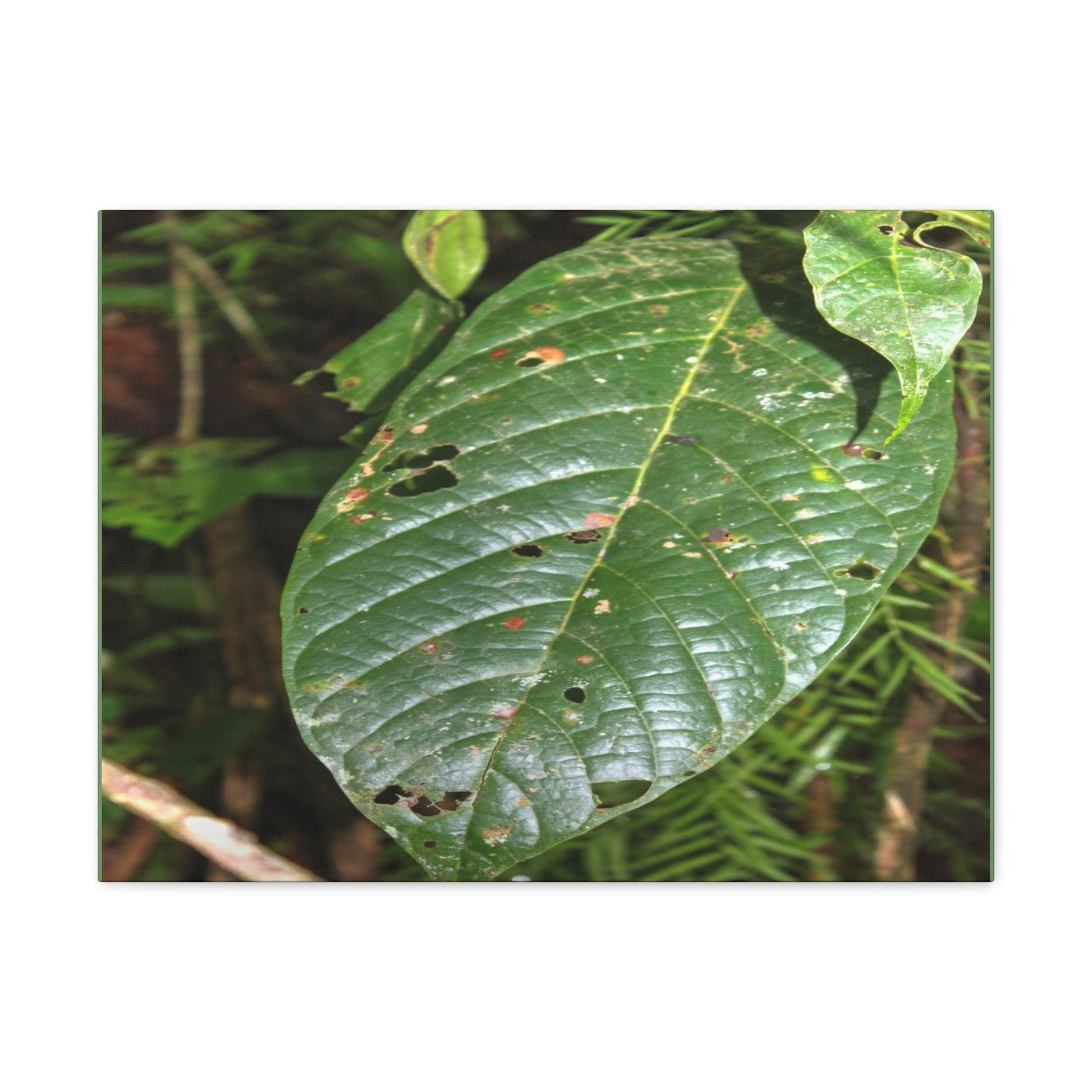 EYNF - Canvas Gallery Wraps - Large tropical leafs in the lower forest - El Yunque rainforest PR - Green Forest Home