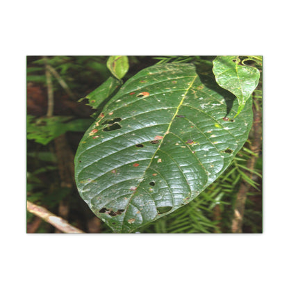 EYNF - Canvas Gallery Wraps - Large tropical leafs in the lower forest - El Yunque rainforest PR - Green Forest Home
