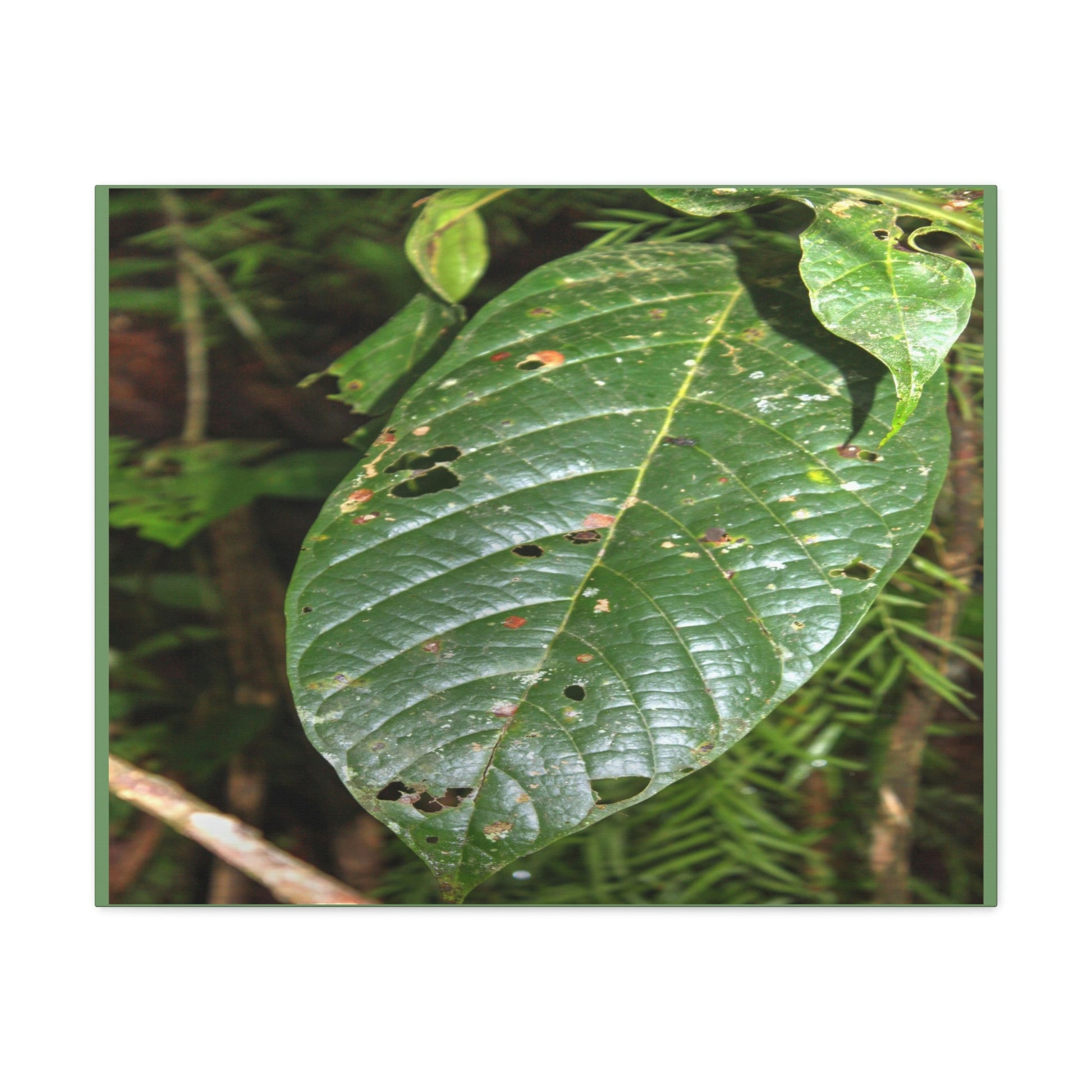 EYNF - Canvas Gallery Wraps - Large tropical leafs in the lower forest - El Yunque rainforest PR - Green Forest Home
