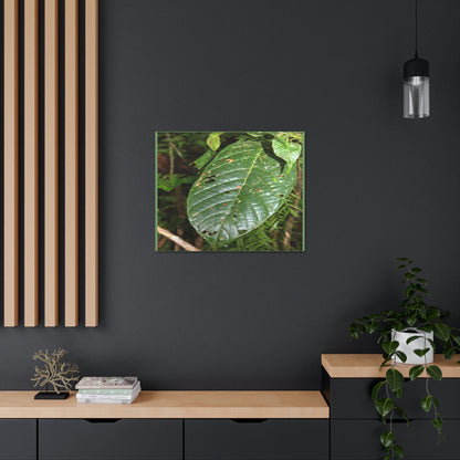 EYNF - Canvas Gallery Wraps - Large tropical leafs in the lower forest - El Yunque rainforest PR - Green Forest Home
