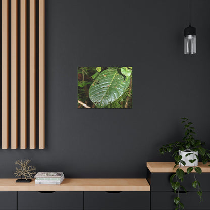 EYNF - Canvas Gallery Wraps - Large tropical leafs in the lower forest - El Yunque rainforest PR - Green Forest Home