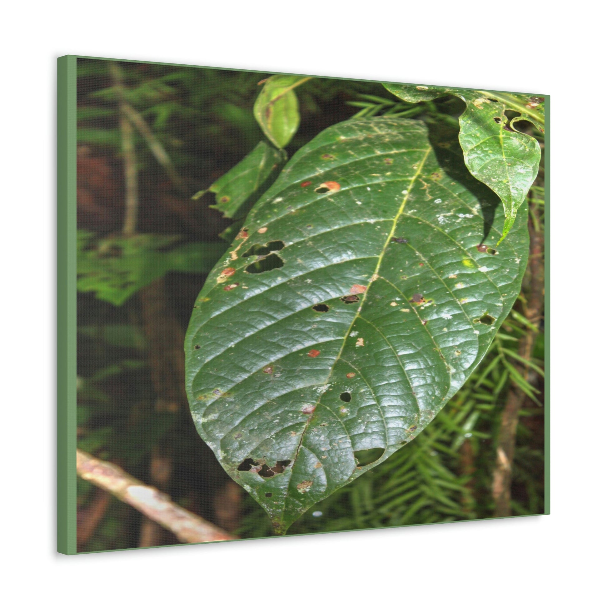 EYNF - Canvas Gallery Wraps - Large tropical leafs in the lower forest - El Yunque rainforest PR - Green Forest Home
