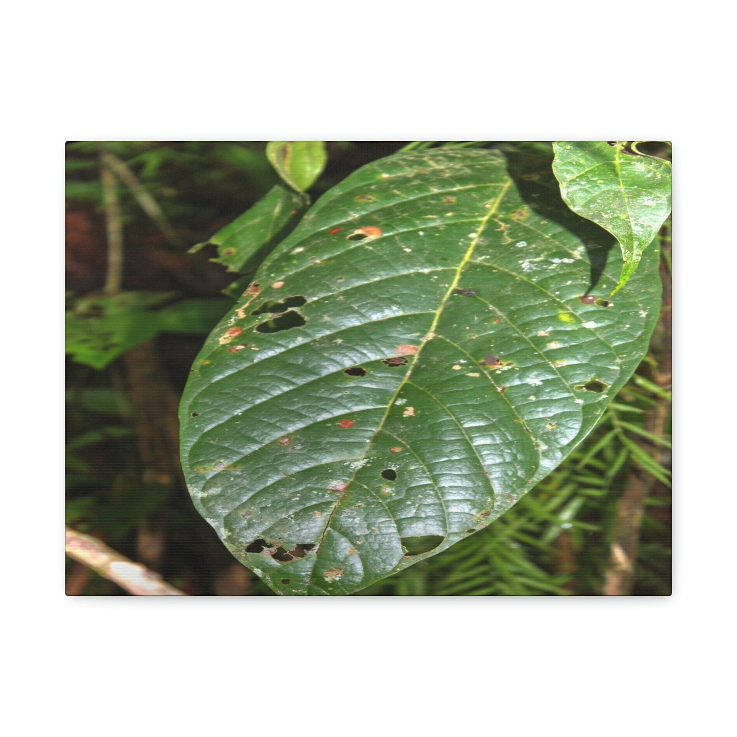 EYNF - Canvas Gallery Wraps - Large tropical leafs in the lower forest - El Yunque rainforest PR - Green Forest Home