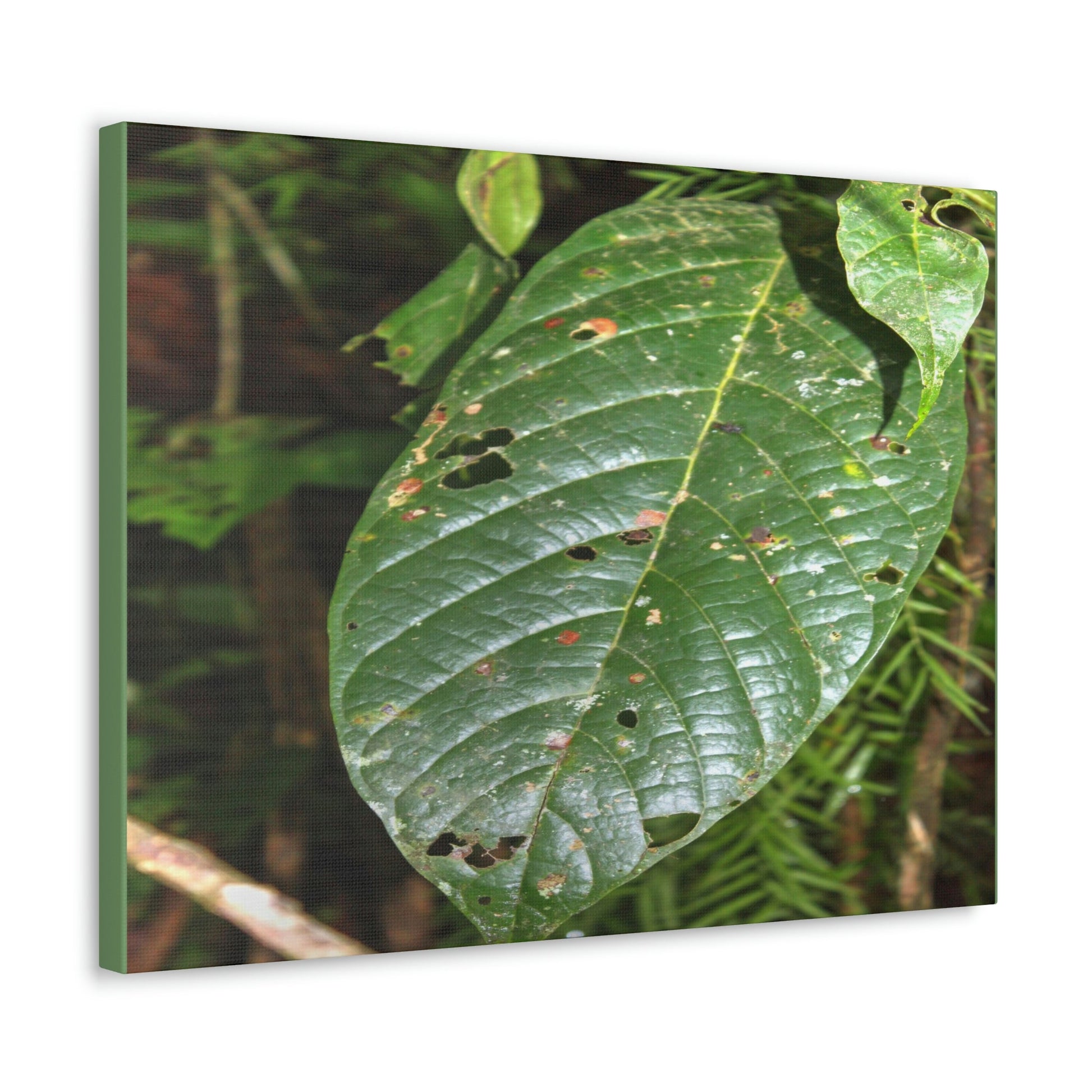 EYNF - Canvas Gallery Wraps - Large tropical leafs in the lower forest - El Yunque rainforest PR - Green Forest Home